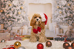 Cockapoo