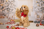 Cockapoo