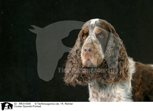 Cocker Spaniel Portrait / Cocker Spaniel Portrait / RR-01906