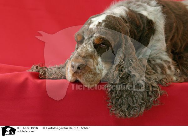 schlafender / sleeping Cocker Spaniel / RR-01916