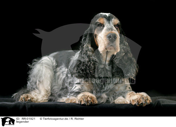 liegender / lying Cocker Spaniel / RR-01921