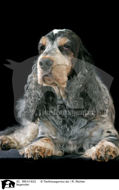 liegender / lying Cocker Spaniel / RR-01922