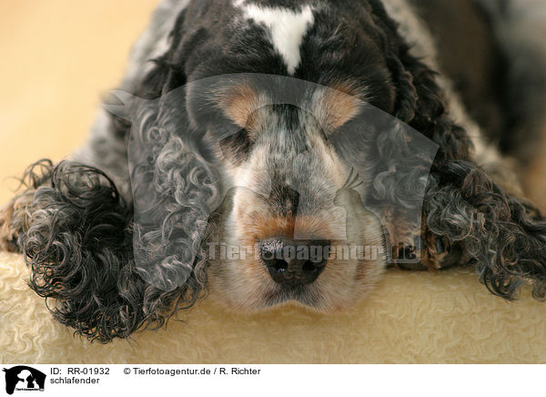 schlafender / sleeping Cocker Spaniel / RR-01932