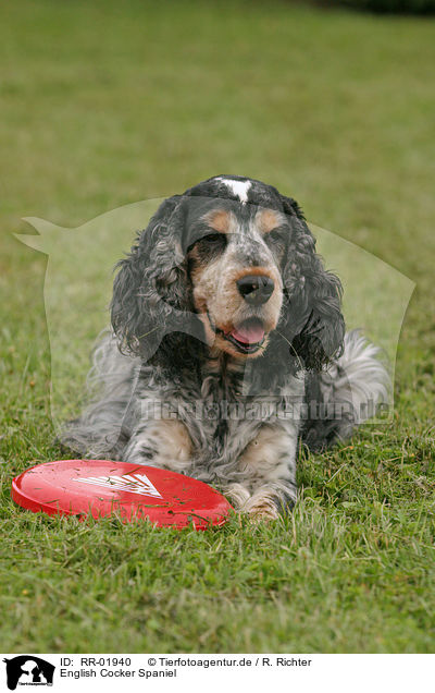 English Cocker Spaniel / English Cocker Spaniel / RR-01940