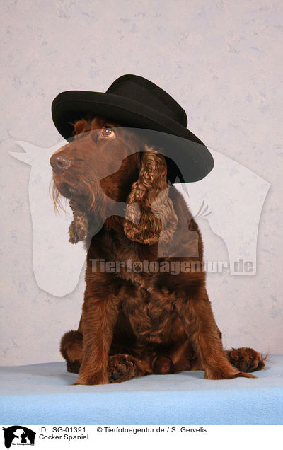 Cocker Spaniel / SG-01391