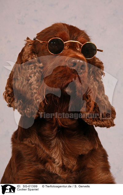 Cocker Spaniel / SG-01399