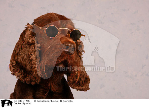 Cocker Spaniel / SG-01400