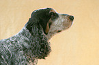 Cocker Spaniel Profil