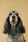 Cocker Spaniel Portrait