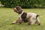 Cocker Spaniel in Bewegung