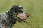 English Cocker Spaniel