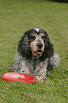 English Cocker Spaniel