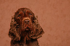 Cocker Spaniel