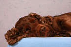 Cocker Spaniel