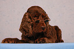 Cocker Spaniel