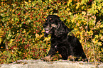 Cocker Spaniel