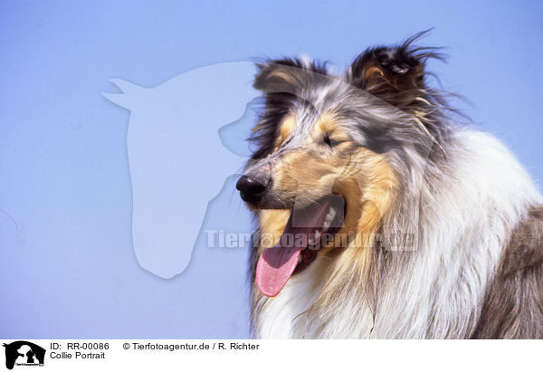 Collie Portrait / Collie Portrait / RR-00086