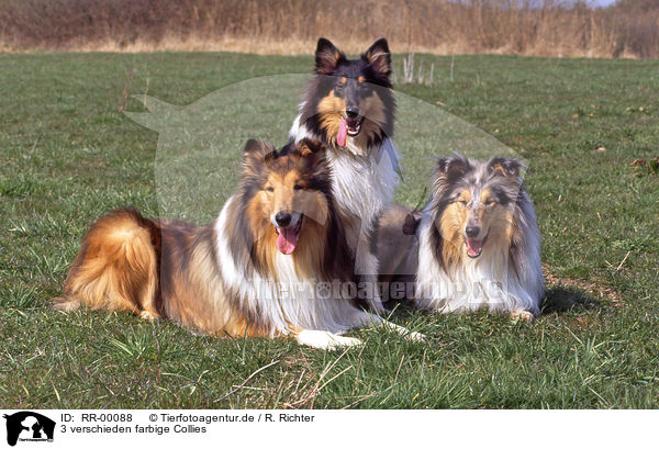 3 verschieden farbige Collies / 3 colored Collies / RR-00088
