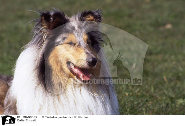 Collie Portrait / Collie Portrait / RR-00089