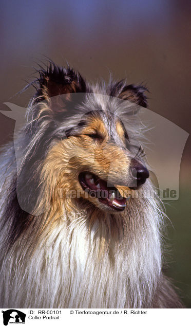 Collie Portrait / Collie Portrait / RR-00101