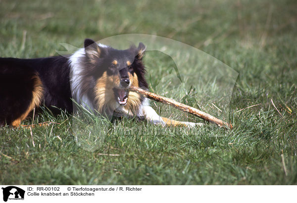 Collie knabbert an Stckchen / gnawing Collie / RR-00102
