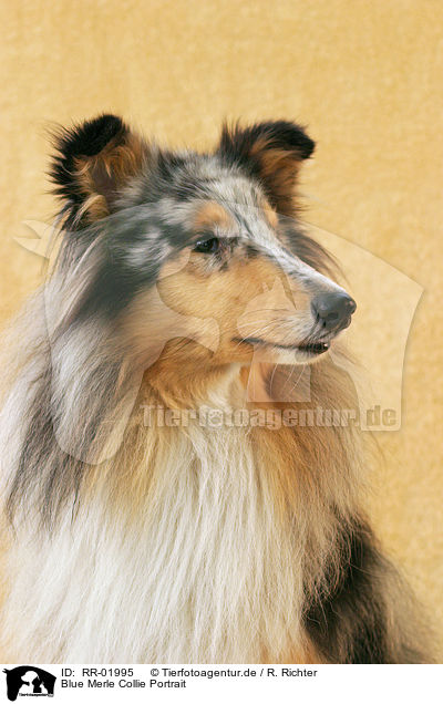 Blue Merle Collie Portrait / Blue Merle Collie Portrait / RR-01995