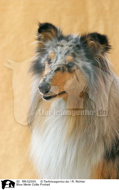 Blue Merle Collie Portrait / Blue Merle Collie Portrait / RR-02000
