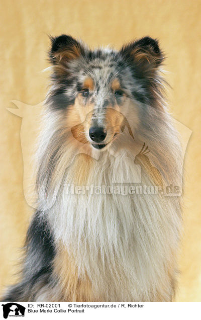 Blue Merle Collie Portrait / Blue Merle Collie Portrait / RR-02001