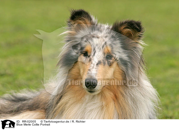 Blue Merle Collie Portrait / Blue Merle Collie Portrait / RR-02005