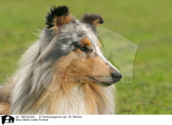 Blue Merle Collie Portrait / RR-02006