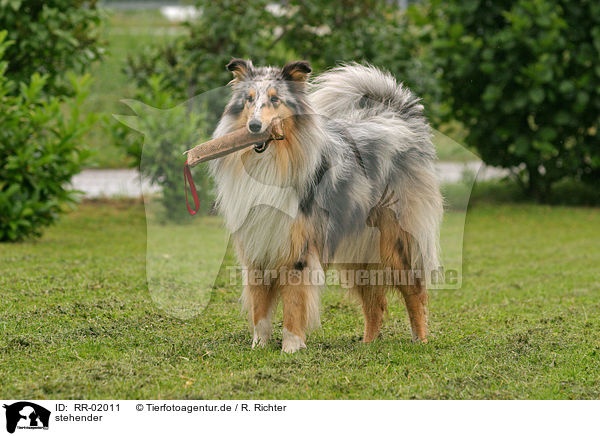 stehender / standing Blue Merle Collie / RR-02011