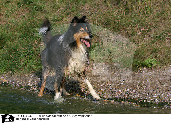 stehender Langhaarcollie / standing longhaired Collie / SS-02378