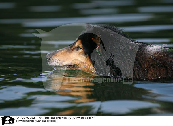 schwimmender Langhaarcollie / swimming longhaired Collie / SS-02382