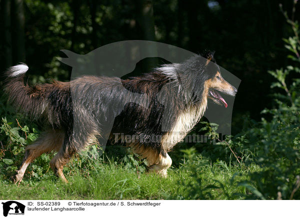 laufender Langhaarcollie / walking longhaired Collie / SS-02389