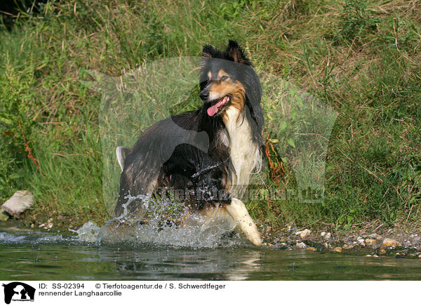 rennender Langhaarcollie / running longhaired collie / SS-02394