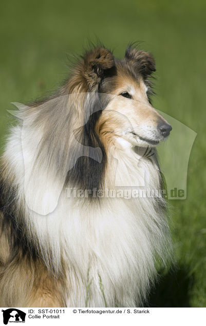 Collie Portrait / Collie Portrait / SST-01011