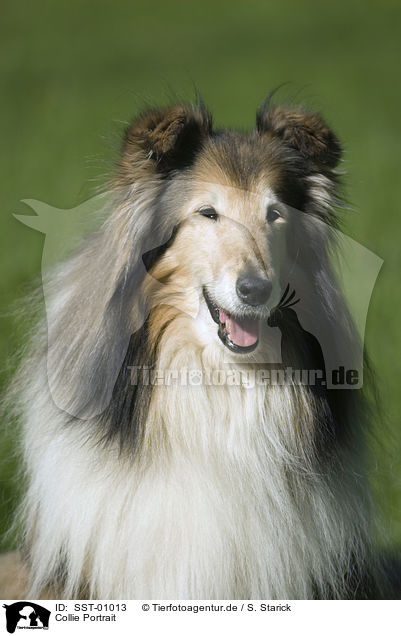 Collie Portrait / Collie Portrait / SST-01013