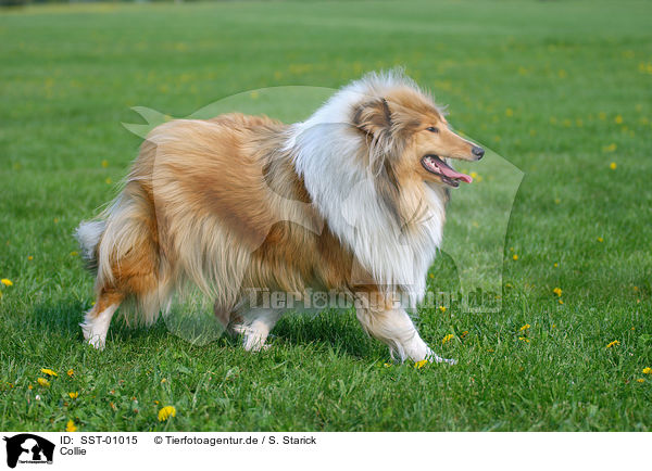 Collie / Collie / SST-01015