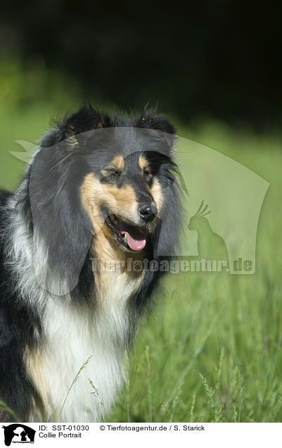 Collie Portrait / Collie Portrait / SST-01030