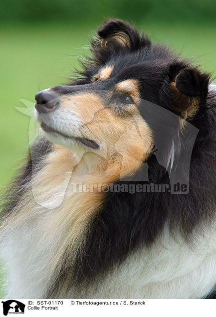 Collie Portrait / Collie Portrait / SST-01170