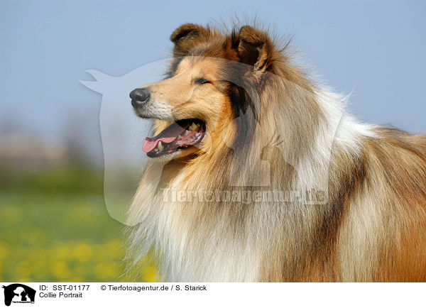 Collie Portrait / Collie Portrait / SST-01177