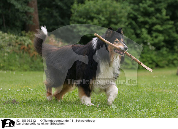 Langhaarcollie spielt mit Stckchen / playing longhaired Collie / SS-03212