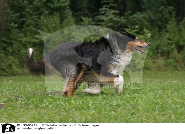 rennender Langhaarcollie / running longhaired Collie / SS-03219