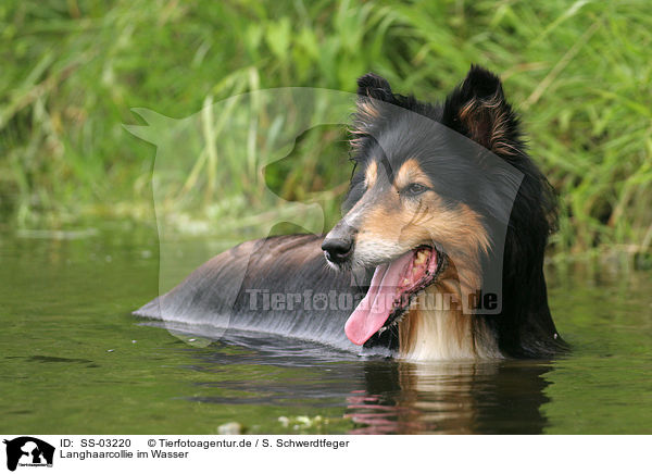 Langhaarcollie im Wasser / longhaired Collie in the water / SS-03220