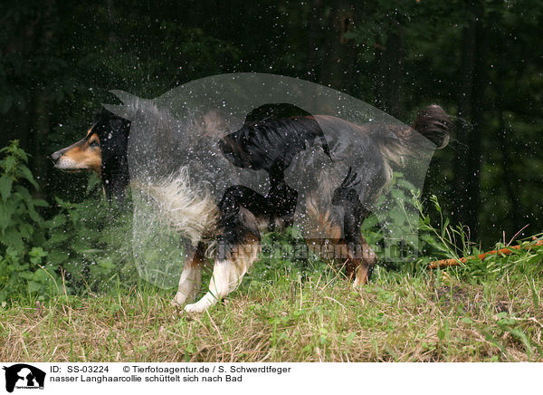 nasser Langhaarcollie schttelt sich nach Bad / shaking longhaired Collie / SS-03224