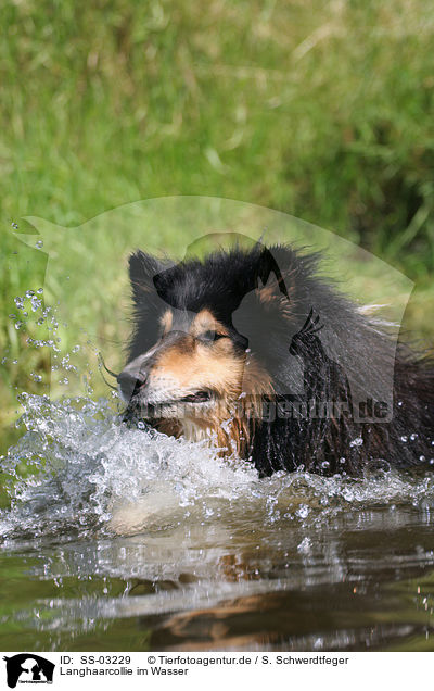 Langhaarcollie im Wasser / longhaired Collie in the water / SS-03229