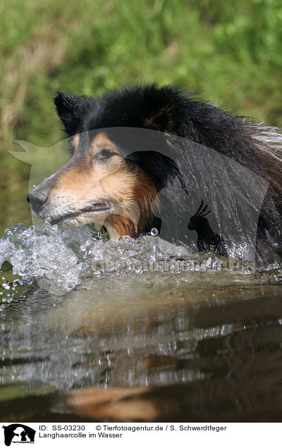 Langhaarcollie im Wasser / longhaired Collie in the water / SS-03230