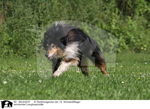 rennender Langhaarcollie / running longhaired Collie / SS-03237