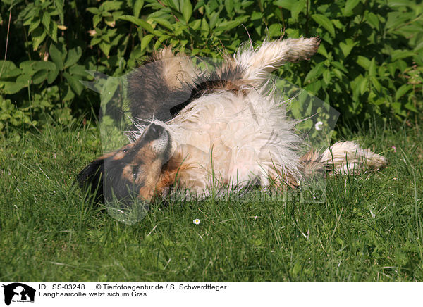 Langhaarcollie wlzt sich im Gras / wallowing longhaired Collie / SS-03248