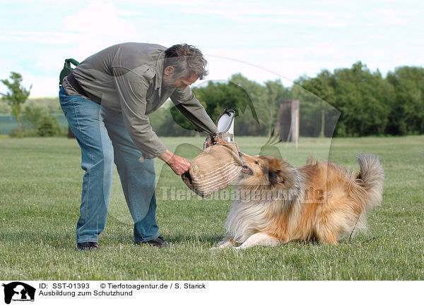 Ausbildung zum Schutzhund / drilling guard dog / SST-01393